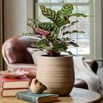 Hard-to-Find Houseplants