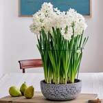All Paperwhites
