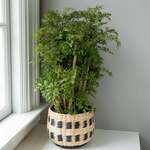 Hard-to-Find Houseplants