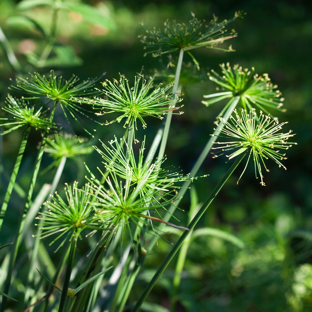 Cyperus papyrus Crown of Pharaoh