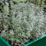 Thyme