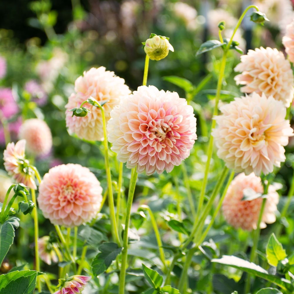 Dahlia 'Sweet Suzanne'