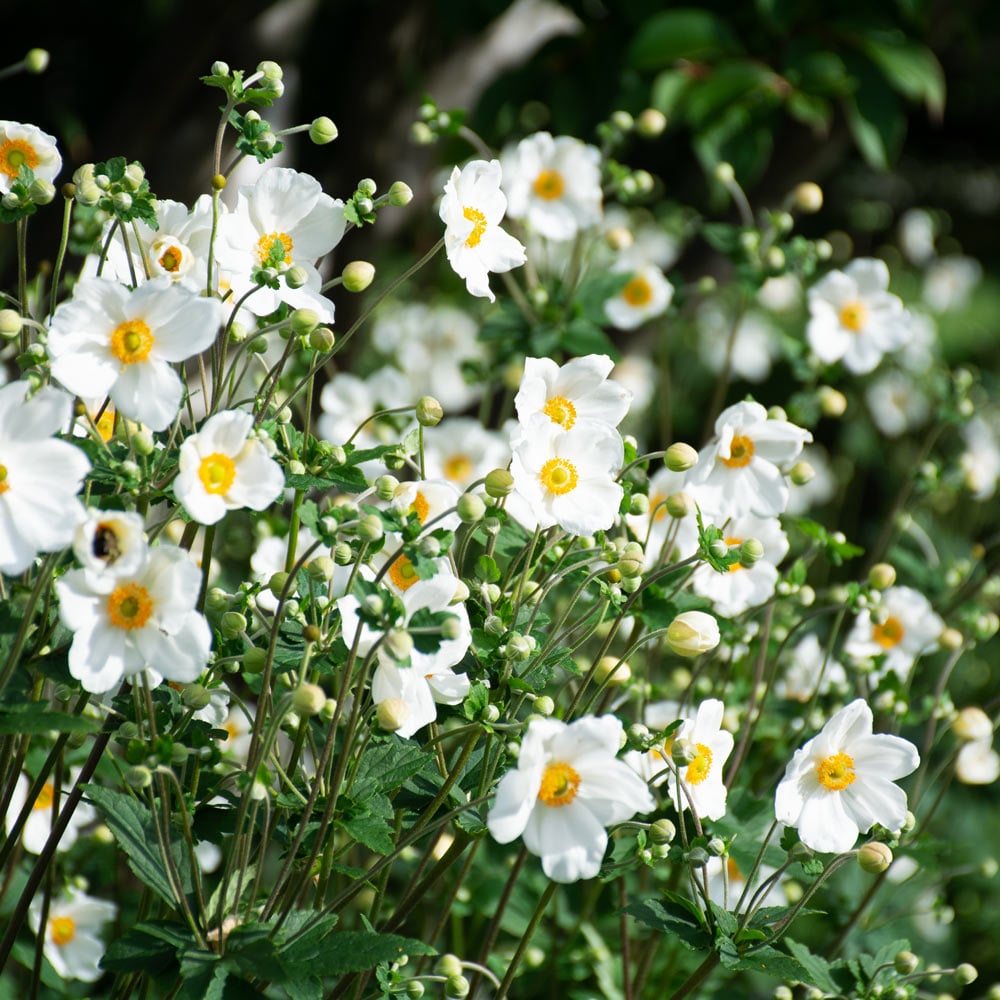 Anemone x hybrida 'Honorine Jobert'