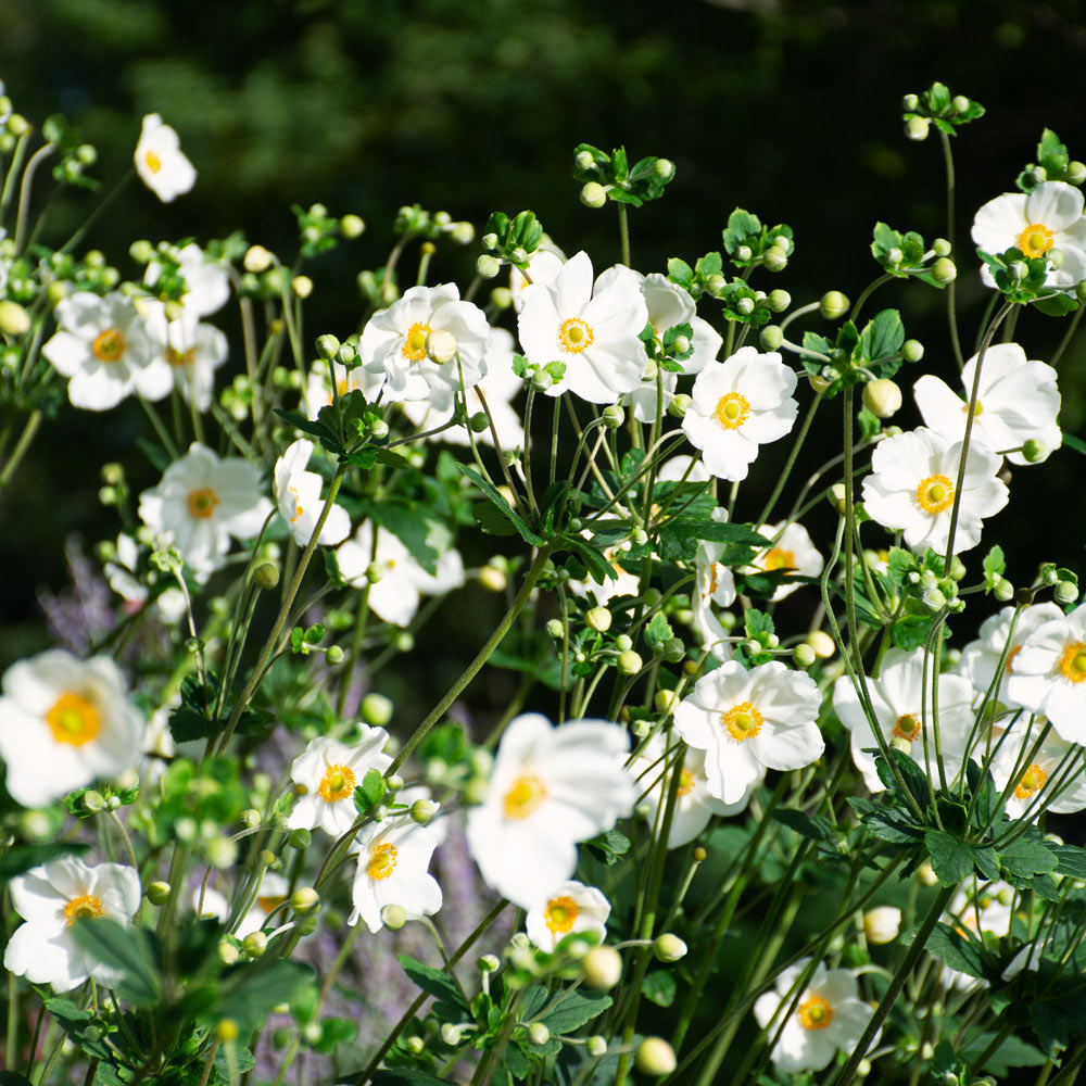 Anemone x hybrida 'Honorine Jobert' | White Flower Farm