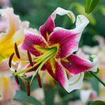  Lilium 'Leslie Woodriff'