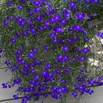  Lobelia erinus Techno® Dark Blue