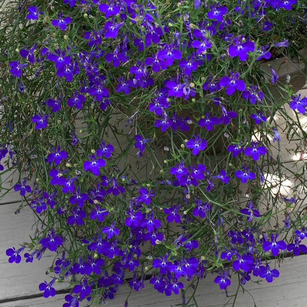 Lobelia erinus Techno® Dark Blue