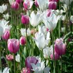 Bulb Collections & Mixes