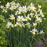 Siberian Iris