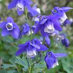 Hard-to-Find Perennials