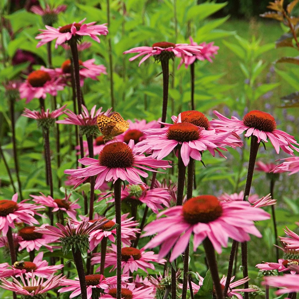 Echinacea purpurea Prairie Pillars™ 'Merlot'