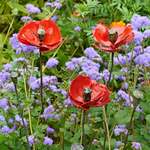 Garden Stakes