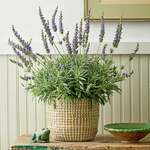 Fragrant Houseplants