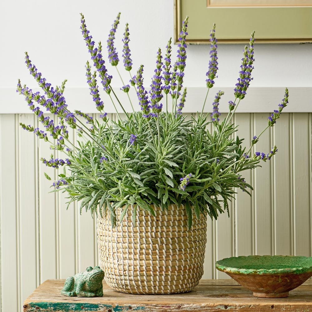 Indoor Lavender Plants