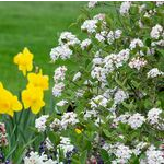  Viburnum carlesii Spice Baby™