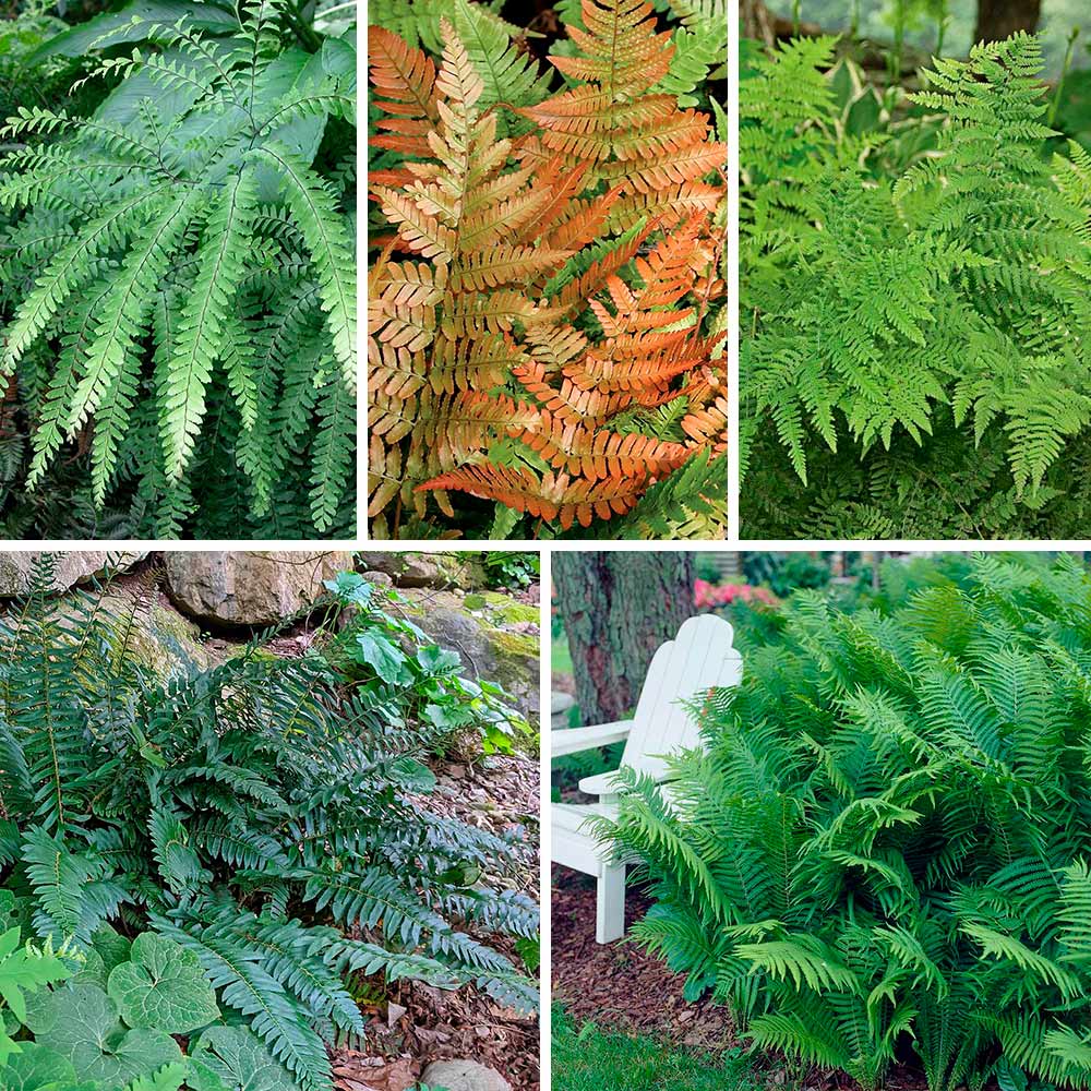 Hardy Fern Sampler