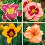  Hemerocallis 500 Series Collection, 4 plants