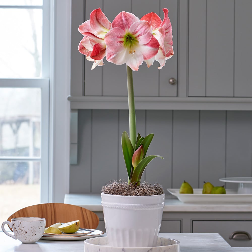 Amaryllis 'Apple Blossom' | White Flower Farm