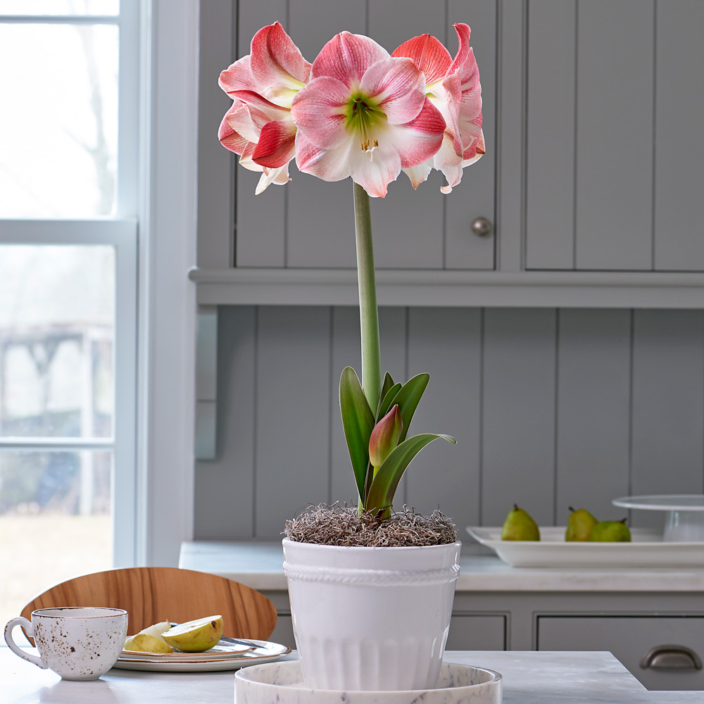 Amaryllis 'Apple Blossom'