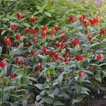  Spigelia marilandica 'Little Redhead'