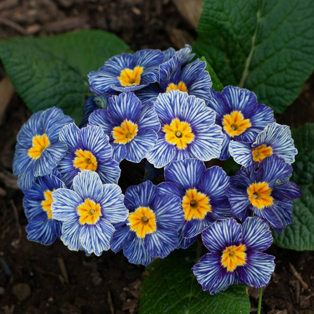 Primula Flower Blue\' \'Zebra | Farm White acaulis