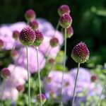 Allium