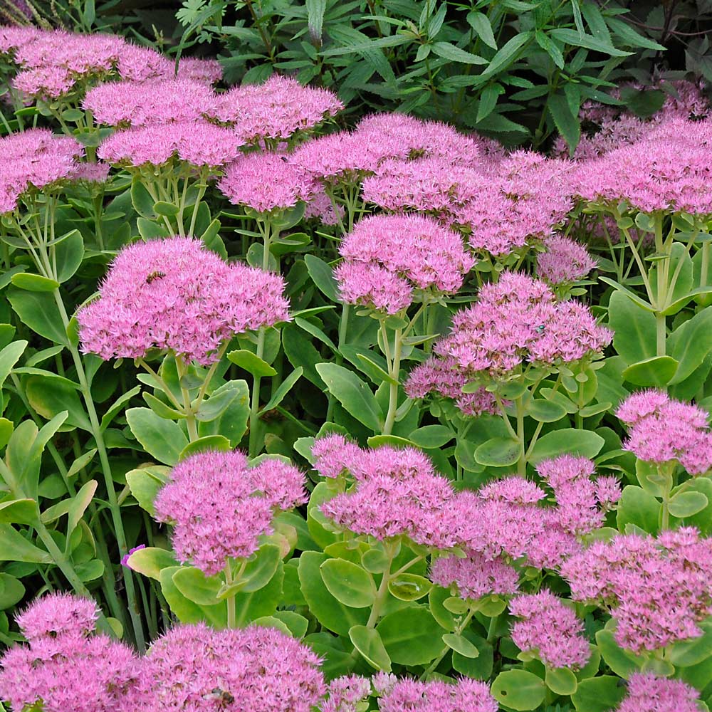 Hylotelephium spectabile 'Brilliant'