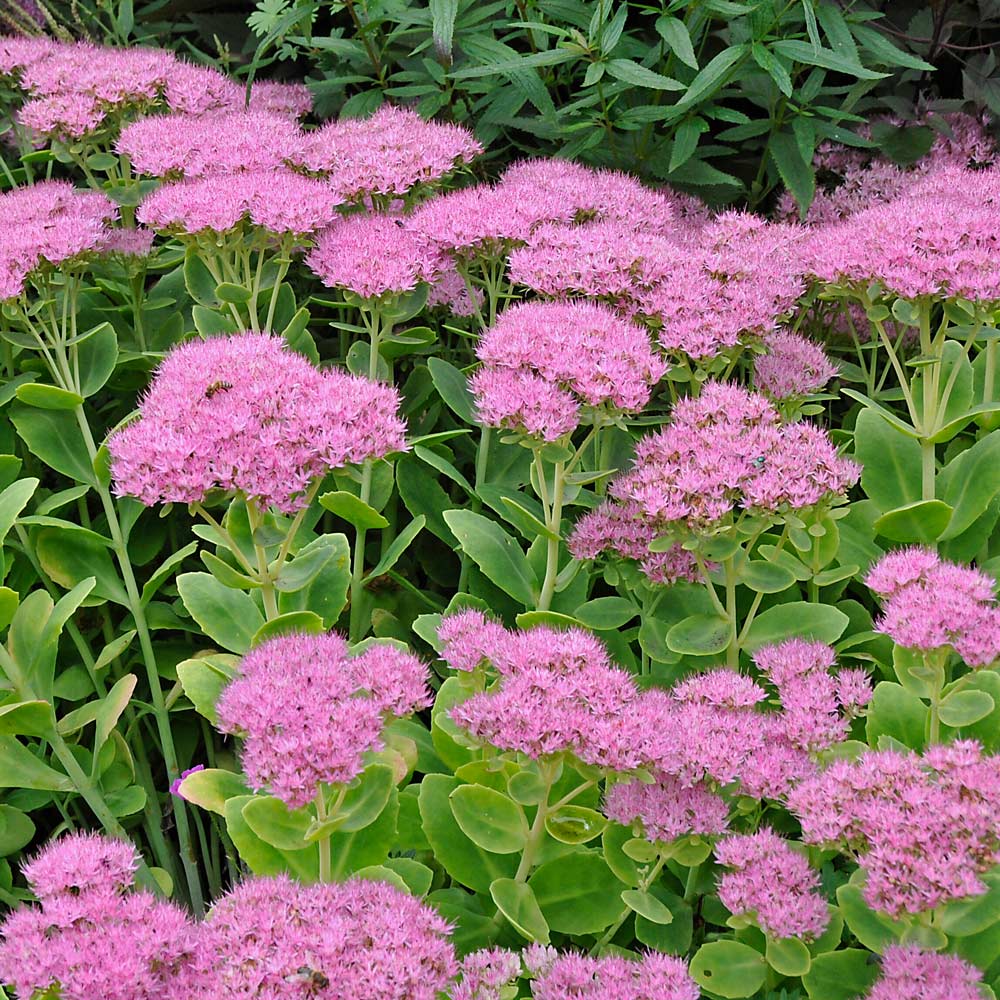 Sedum spectabile 'Brilliant'