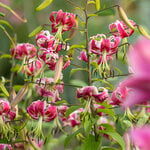  Lilium 'Black Beauty'