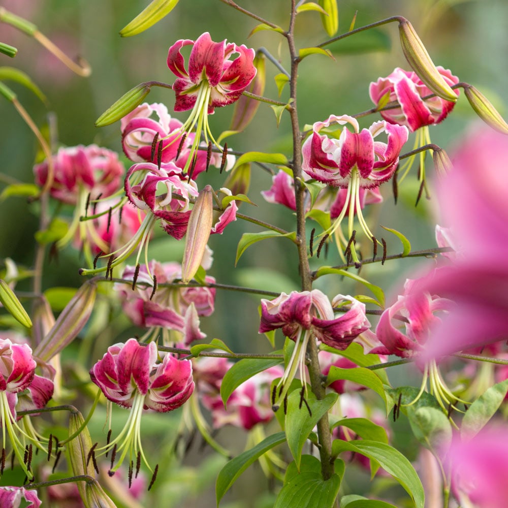 Lilium 'Black Beauty'