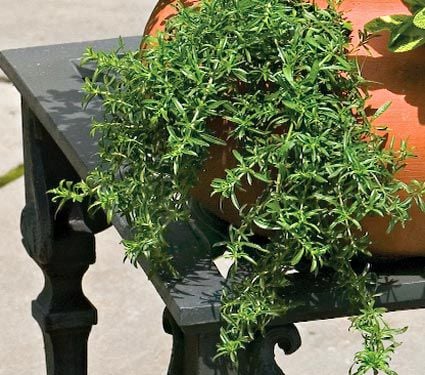Winter Savory