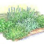  Start a Garden: Herb Garden for Cooks