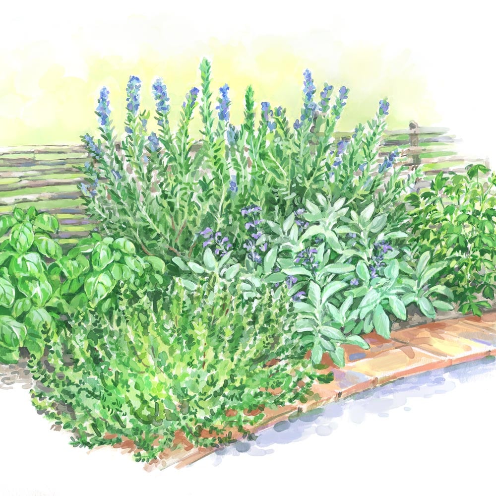 Start a Garden: Herb Garden for Cooks