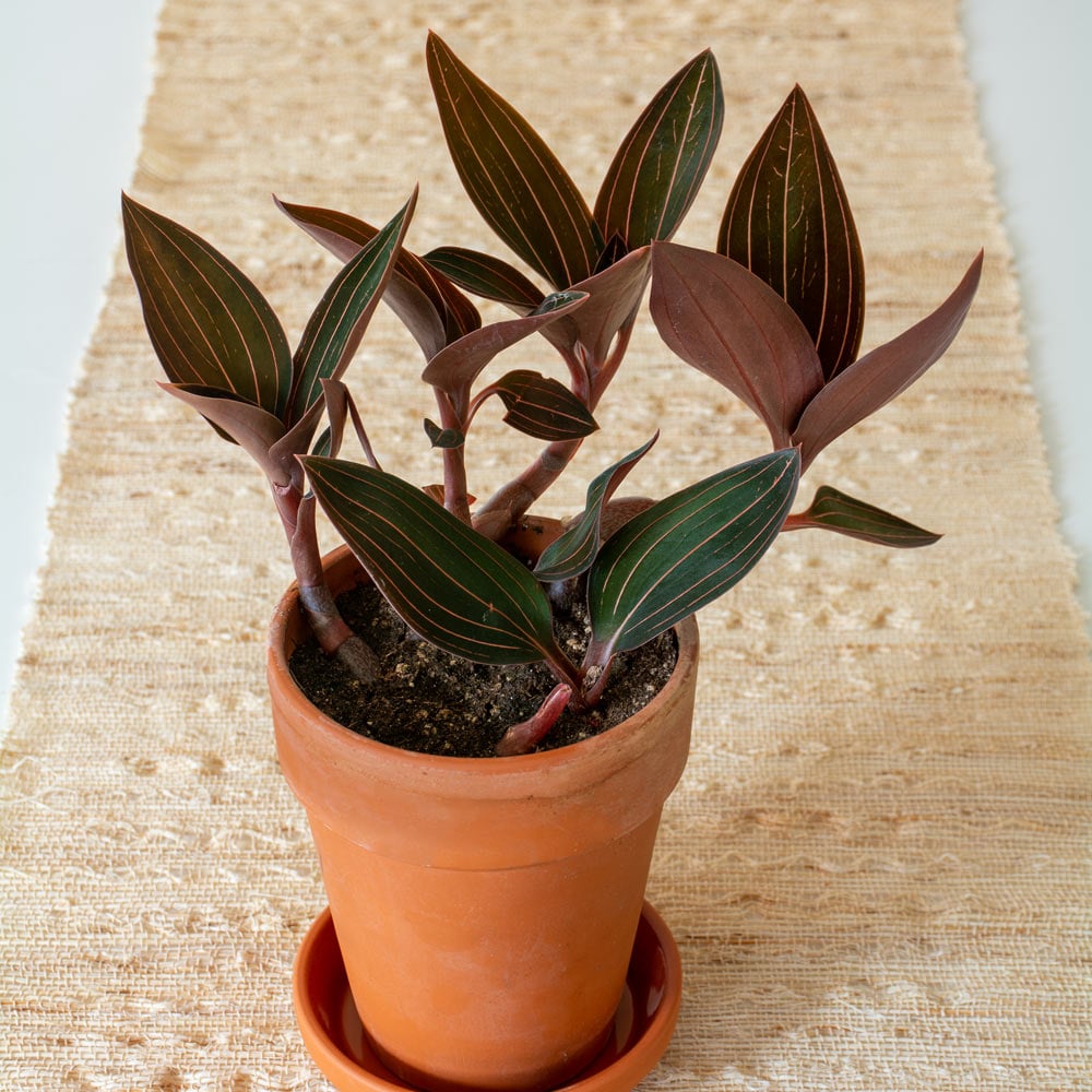 Jewel Orchid in terracotta long tom pot with saucer