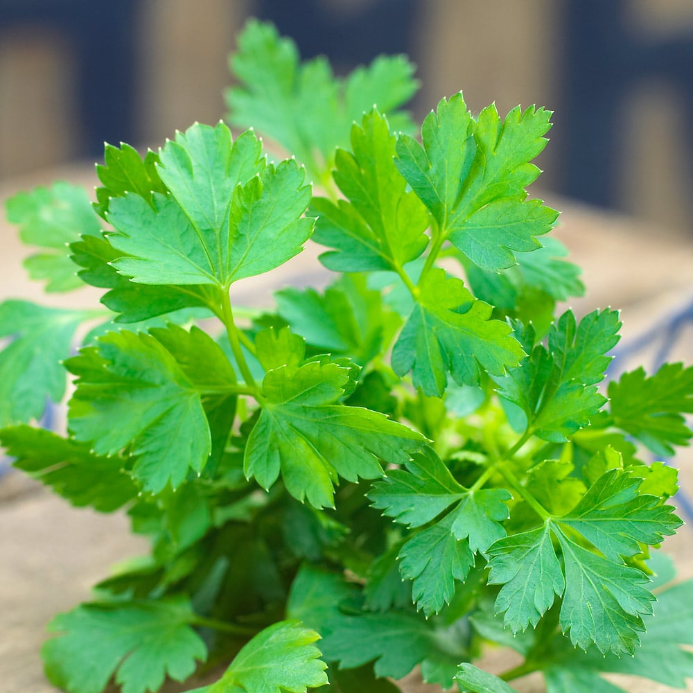 Flat-leaf Parsley