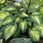  Hosta 'When I Dream' 