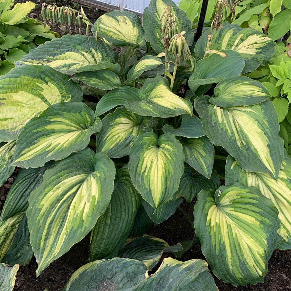 Hosta 'When I Dream' 