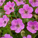  Geranium wallichianum 'Kelly Anne'