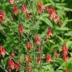  Aquilegia canadensis