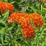  Asclepias tuberosa