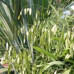  Chasmanthium latifolium