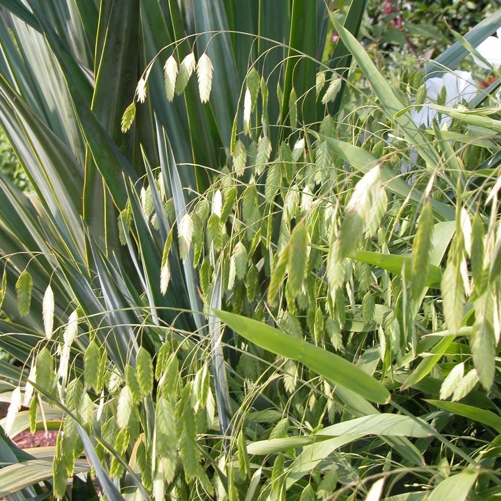 Ornamental Grass: Chasmanthium latifolium