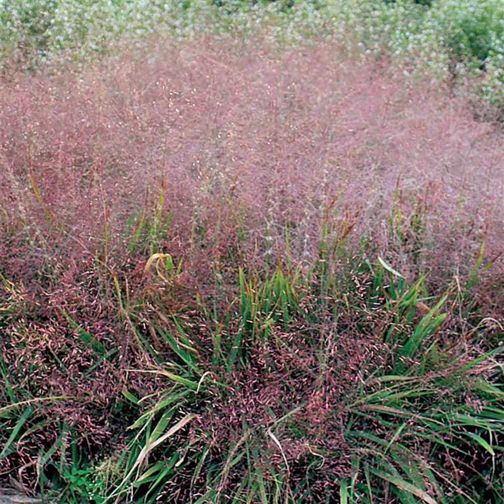 Eragrostis spectabilis