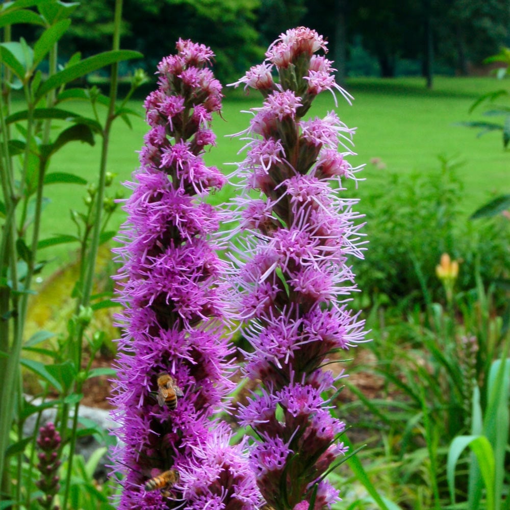 Liatris spicata