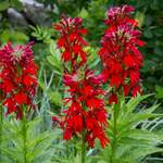  Lobelia cardinalis