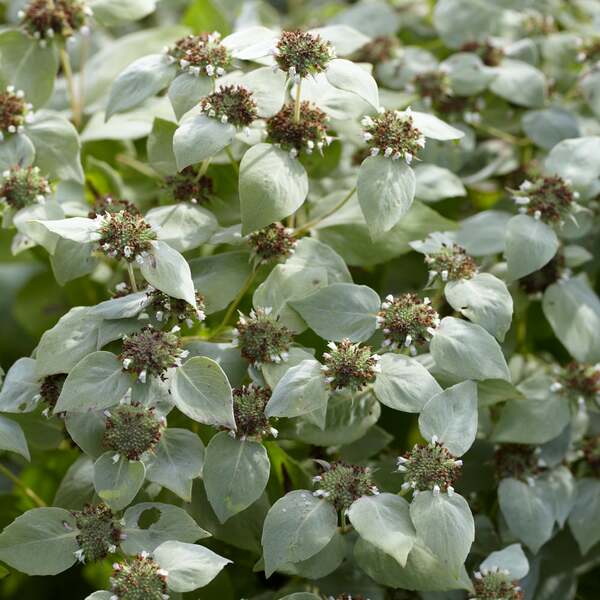 Pycnanthemum muticum, tray of 50 plugs White Flower Farm
