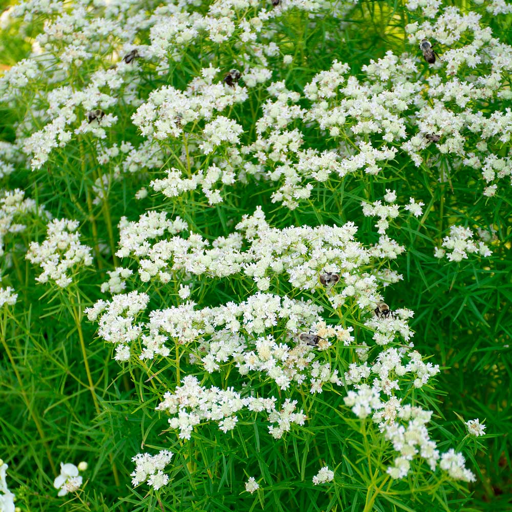 Pycnanthemum tenuifolium | White Flower Farm