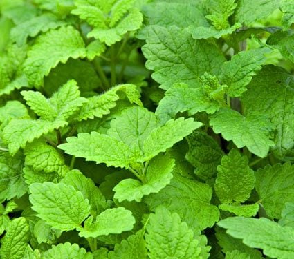 Lemon Balm