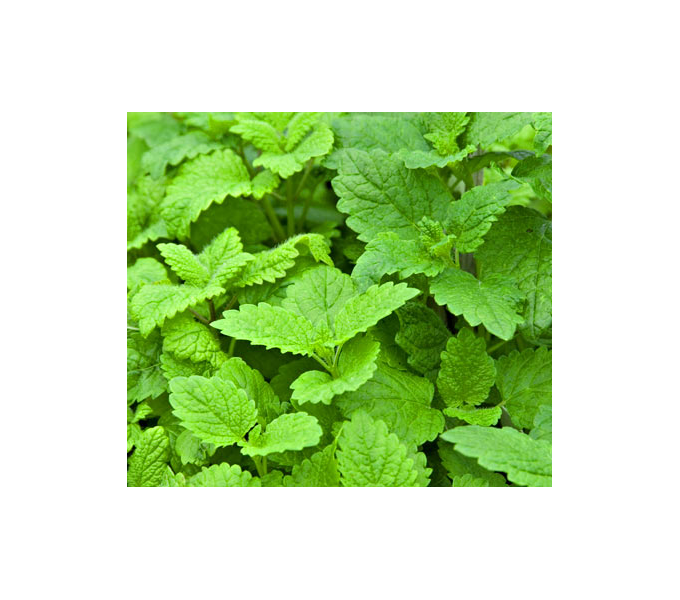 Lemon Balm White Flower Farm