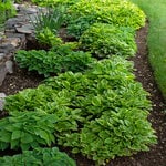  Emerald Atoll, Miniature Hosta Collection